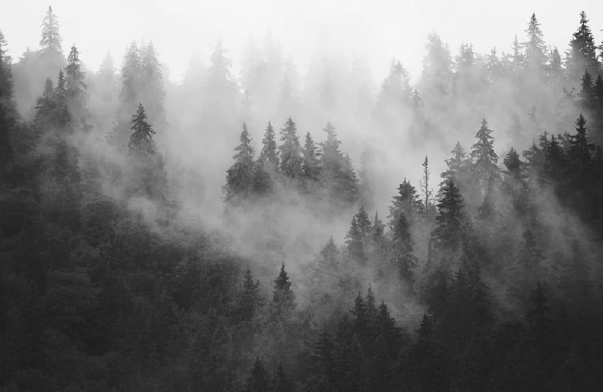 Papier peint forêt brumeuse noir et blanc