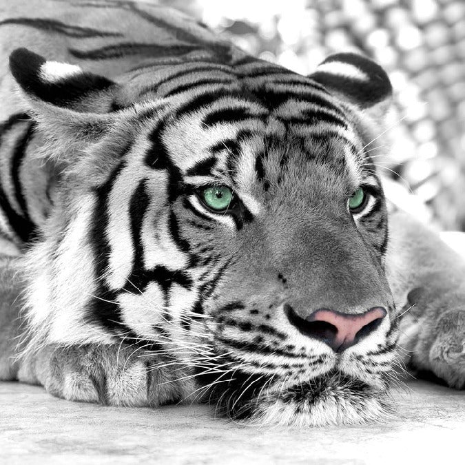 Papier peint Tigre Blanc Majestueux