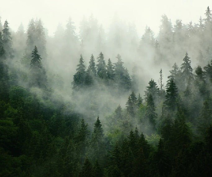 Papier peint forêt brumeuse verte