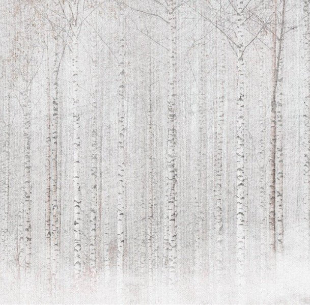 Papier peint forêt de bouleaux enveloppante