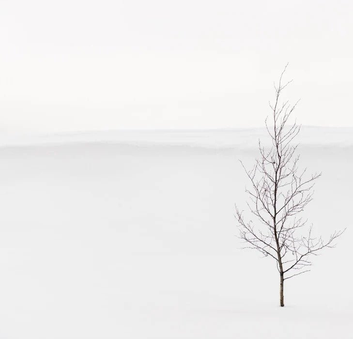 Papier peint pureté arbre