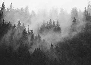 Papier peint forêt brumeuse noir et blanc