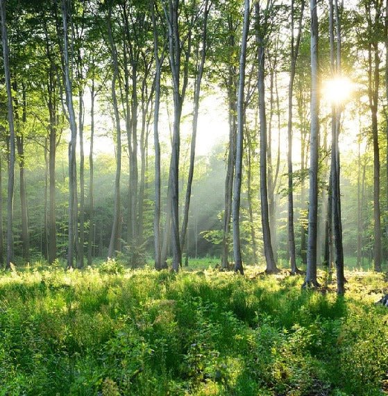 Papier peint panoramique forêt de pins