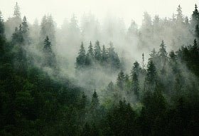 Papier peint forêt brumeuse verte