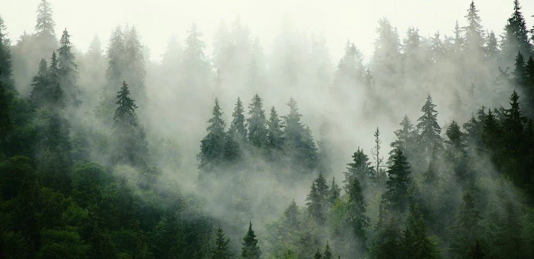 Papier peint forêt brumeuse verte