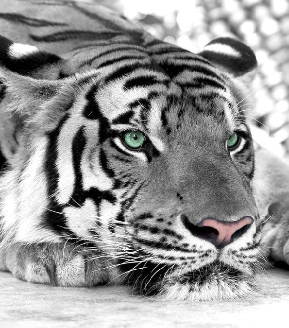 Papier peint Tigre Blanc Majestueux