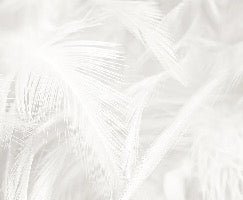 Papier peint plume subtile