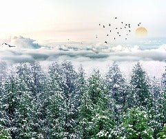 Papier peint panoramique intissé forêt de sapin neige
