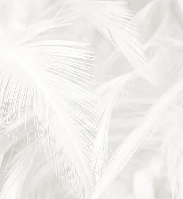 Papier peint plume subtile