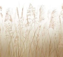 Papier peint fleur des champs de blé, XXL, tendance