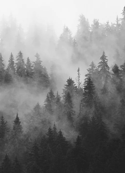 Papier peint forêt brumeuse noir et blanc