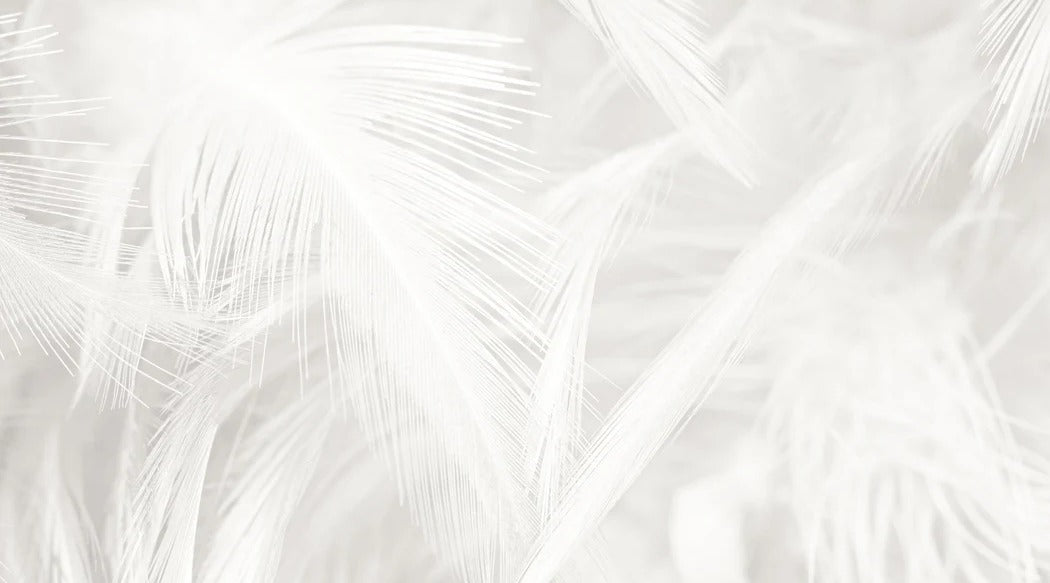 Papier peint plume subtile