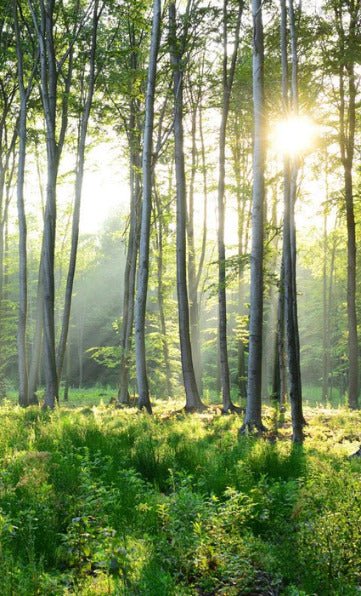 Papier peint panoramique forêt de pins