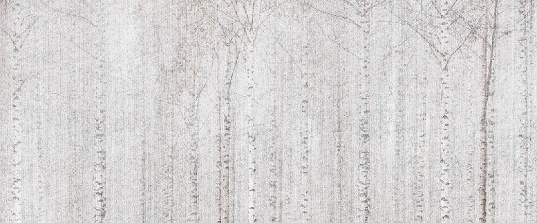 Papier peint forêt de bouleaux enveloppante