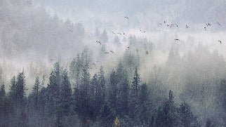 Papier peint Forêt de Chine