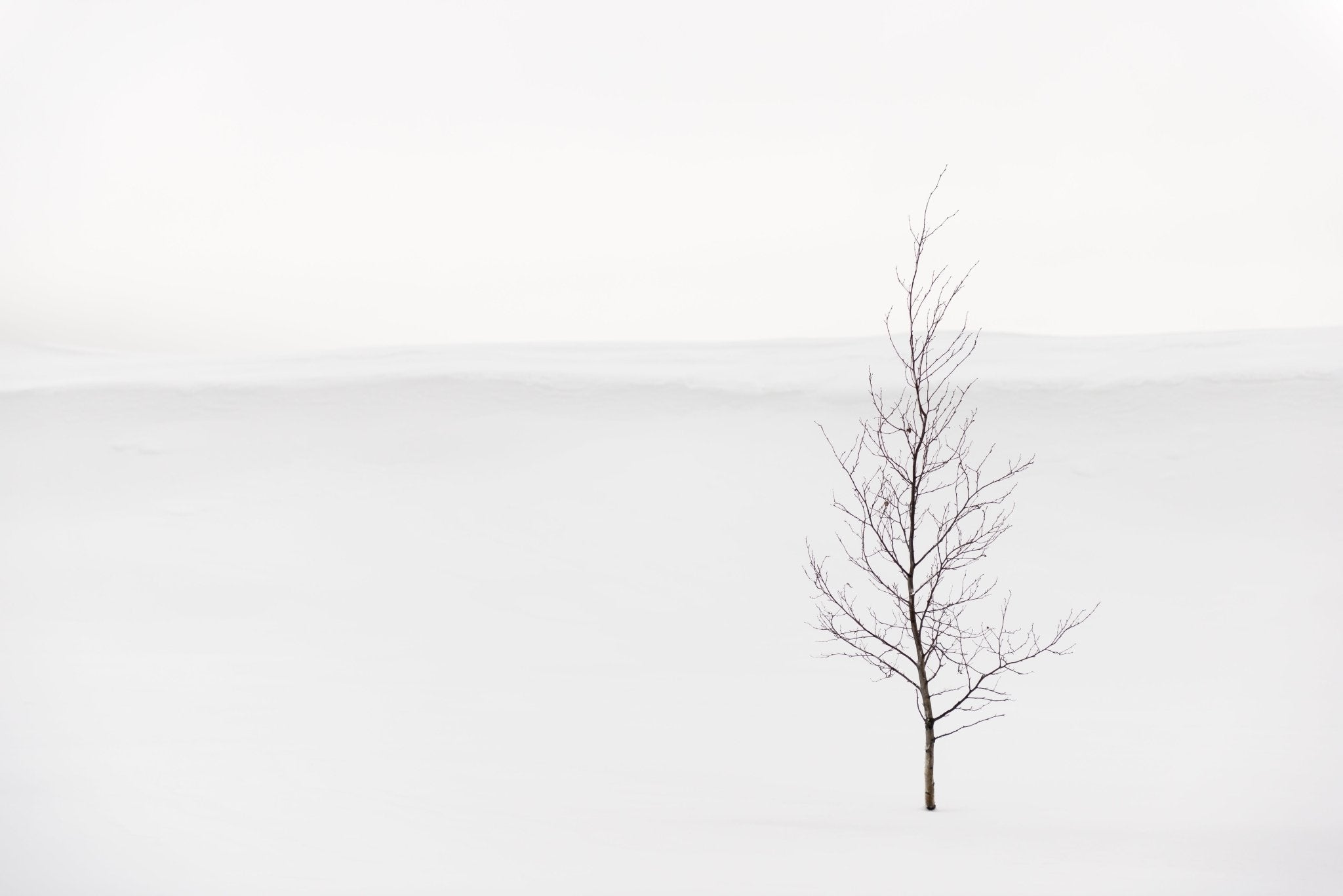 Papier peint pureté arbre, XXL, tendance