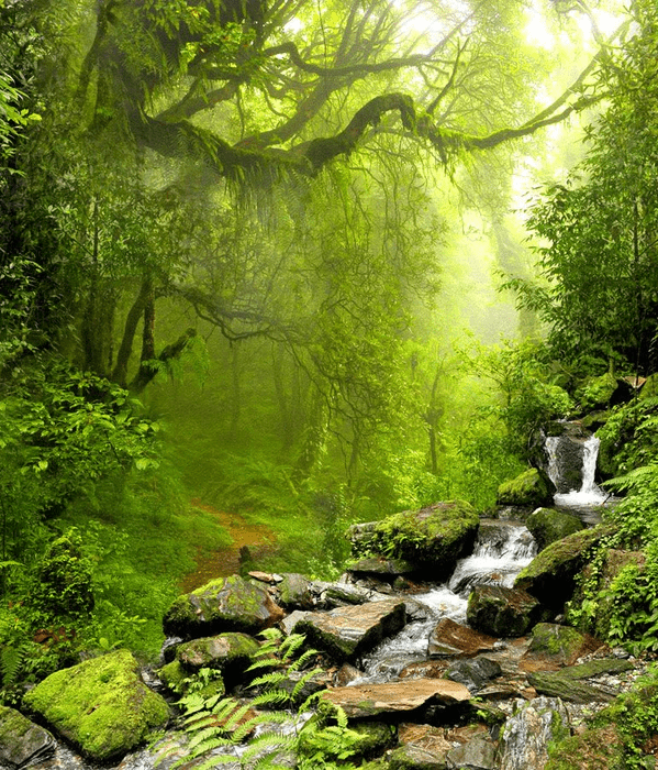 Papier peint Cascade et Forêt - H250cm x L214cm - Matière Vinyle, XXL, tendance