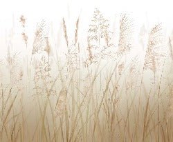 Papier peint fleur des champs de blé, XXL, tendance