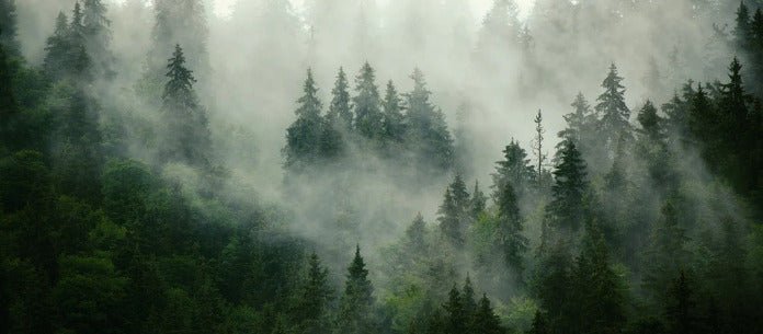 Papier peint forêt brumeuse verte