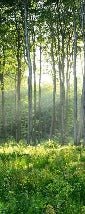 Papier peint wc Forêt de Pins, XXL, tendance