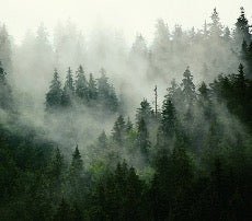 Papier peint forêt brumeuse verte
