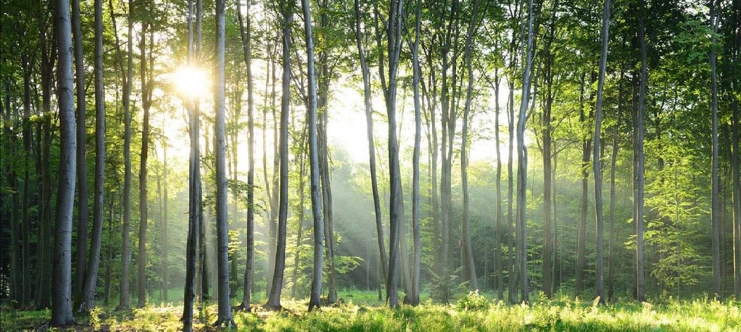 Papier peint panoramique forêt de pins
