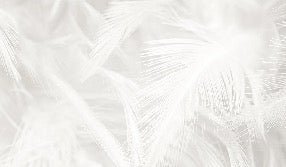 Papier peint plume subtile