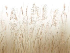 Papier peint fleur des champs de blé, XXL, tendance