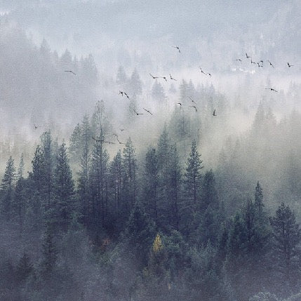 Papier peint Forêt de Chine