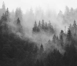 Papier peint forêt brumeuse noir et blanc