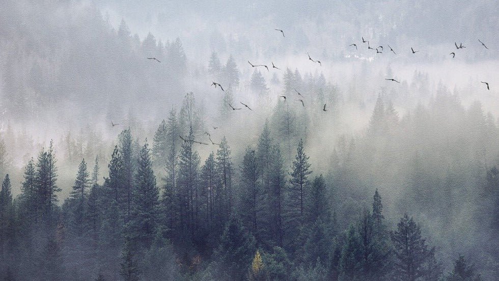 Papier peint Forêt de Chine