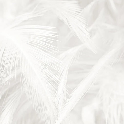 Papier peint plume subtile