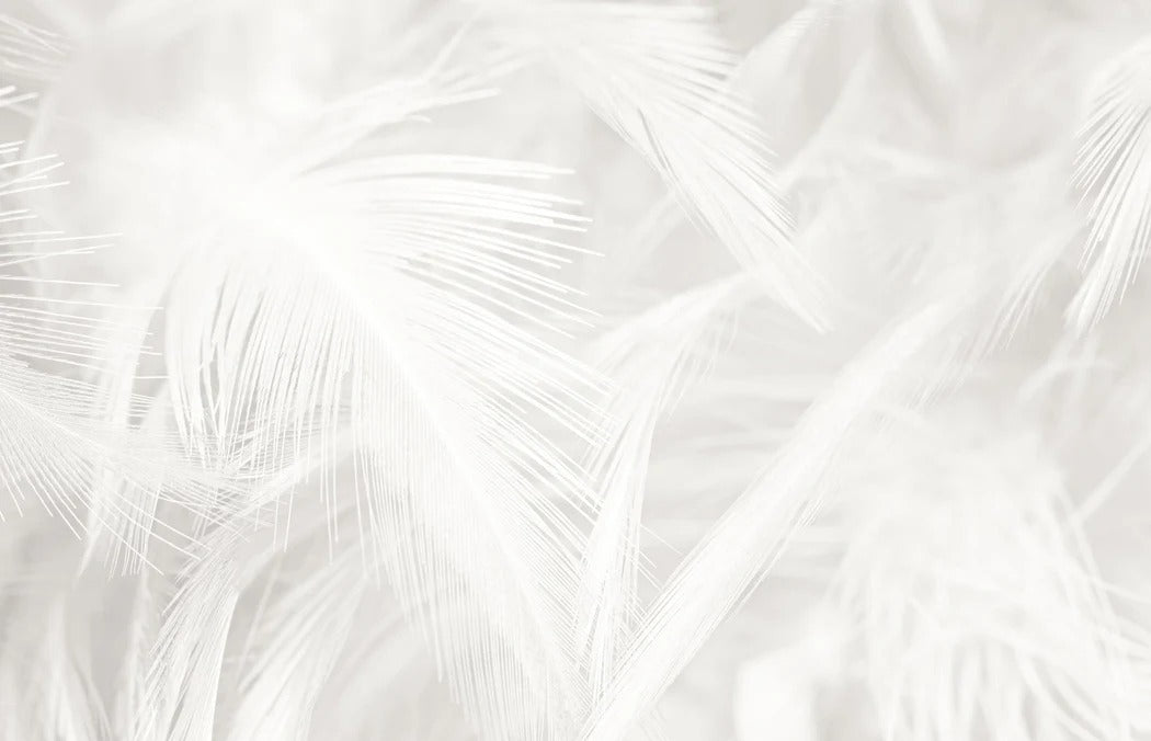Papier peint plume subtile