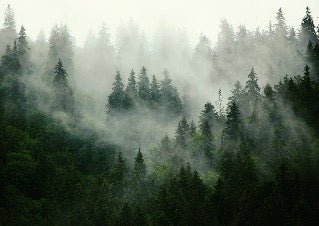 Papier peint forêt brumeuse verte