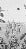 Papier peint mirage tropical noir et blanc