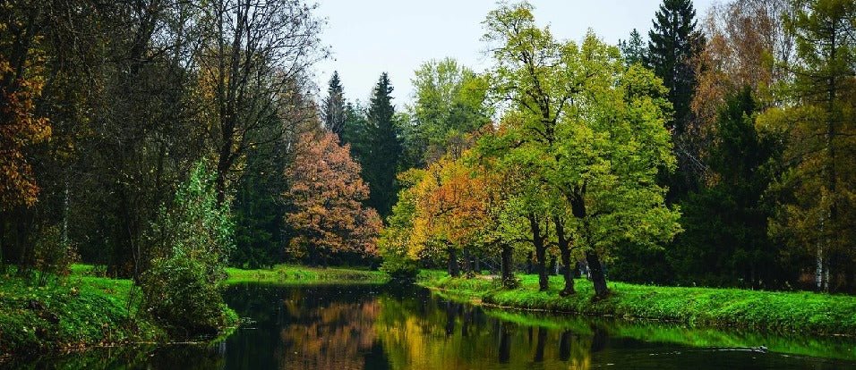 Papier peint panoramique lac et forêt, XXL, tendance