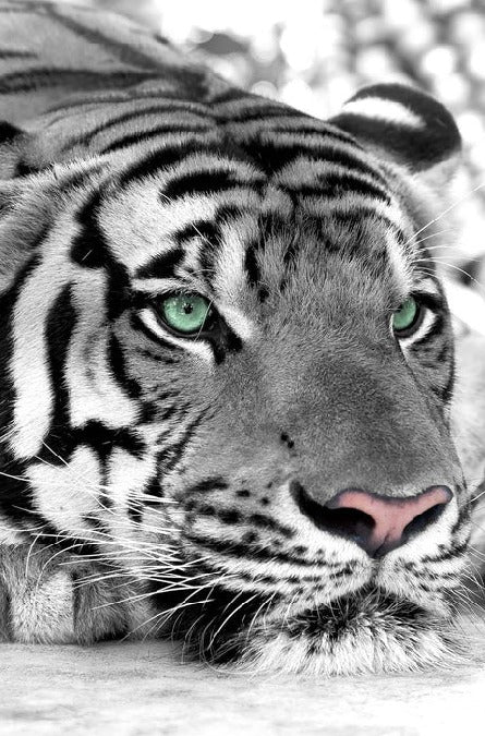 Papier peint Tigre Blanc Majestueux, XXL, tendance