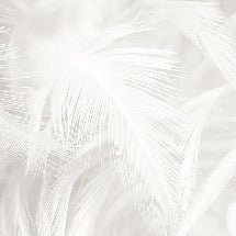 Papier peint plume subtile