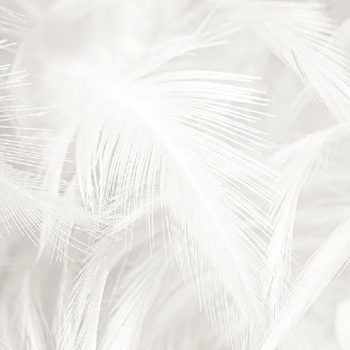 Papier peint plume subtile