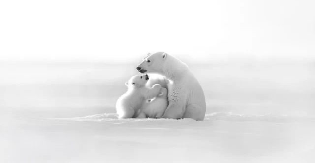 Papier peint panoramique - Horizon arctique