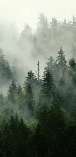 Papier peint forêt brumeuse verte - Muralconcept