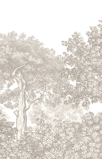 Papier peint paysage forêt gravure beige - Muralconcept