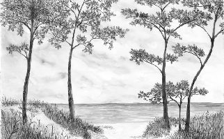 Papier peint Pins maritimes et dunes - Noir et blanc - Muralconcept