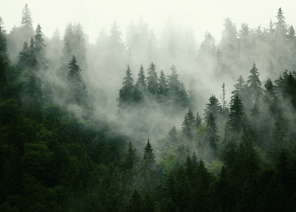 Papier peint forêt brumeuse verte - Muralconcept