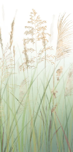 Papier peint fleur des champs de blé vert - Muralconcept