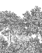 Papier peint paysage forêt gravure noir et blanc - Muralconcept