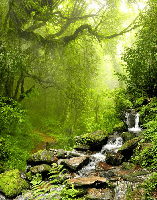 Papier peint Cascade & Forêt