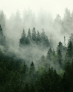 Papier peint forêt brumeuse verte - Muralconcept