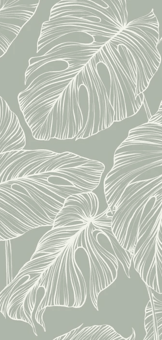 Papier peint feuille monstera sauge - Muralconcept