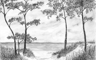 Papier peint Pins maritimes et dunes - Noir et blanc - Muralconcept